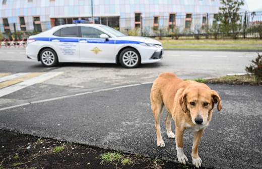 В Приморском крае узнали обстоятельства нападения тигра на лесничего
В Приморском крае узнали обстоятельства нападения тигра на лесничего