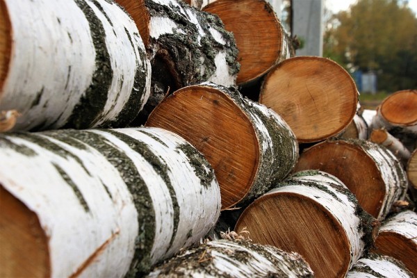Доцент Засоба: За Уралом не осталось лесов для&nbsp;вырубки