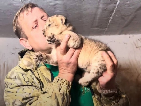 &laquo;Чувствовал себя львом&raquo;: коллега рассказал, почему на директора сафари-парка Олега Зубкова напал хищник