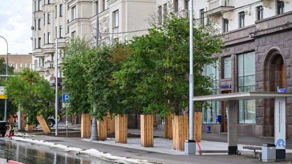 Собянин рассказал, как в Москве выбирают деревья для озеленения города Собянин рассказал, как в Москве выбирают деревья для озеленения города