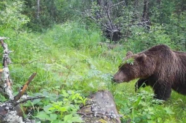 
        В Иркутской области турист подрался в&nbsp;тайге с&nbsp;медведем и победил    